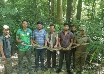 কাপ্তাই জাতীয় উদ্যানে গহীন অরণ্যে ৮ কেজি ওজনের একটি  অজগর সাপ অবমুক্ত 