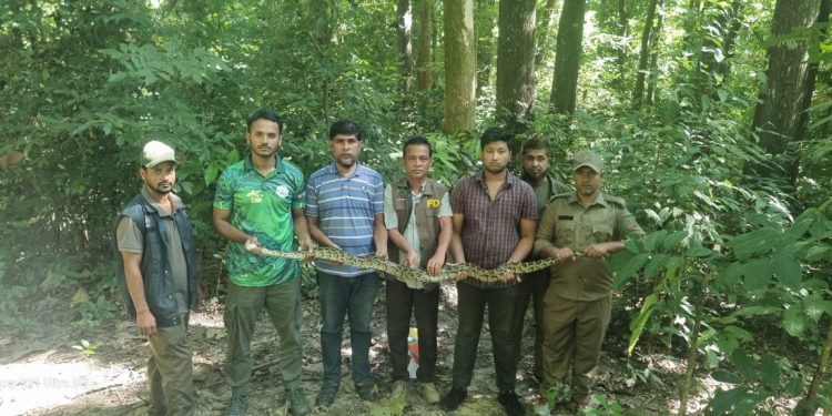কাপ্তাই জাতীয় উদ্যানে গহীন অরণ্যে ৮ কেজি ওজনের একটি  অজগর সাপ অবমুক্ত 