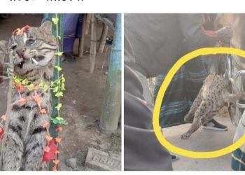 ঝিনাইদহে মেছো বিড়াল হত্যার অপরাধে আসামি গ্রেপ্তার